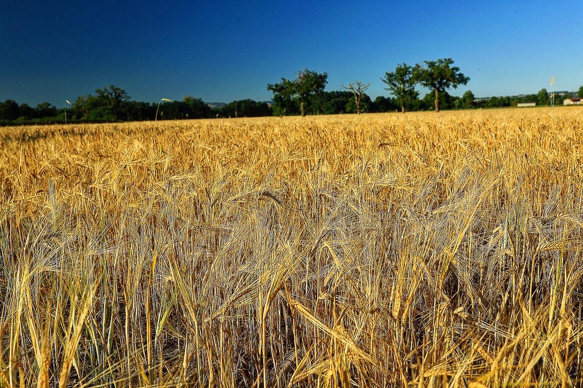 perrotfr's tweet photo. 🌾📷☀️ Près de #Feurs dans le #Forez un champ de blé au coucher du soleil. #ble #cereale #agriculture #photo #landscapephotography #landscape #nature #agricole #soleil #sun #wheat #earsofwheat https://t.co/MVlFRkrfPO