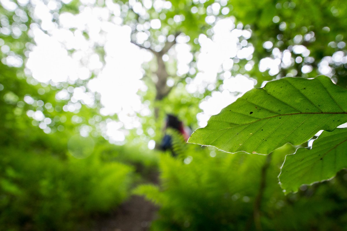 hennaasikainen's tweet image. They who plant a tree, plant hope
Healing, hope, community and the power of nature

To mark #RefugeeWeek, three tree planting events will take place in Newcastle and Northumberl to mark the valuable contribution that refugees and migrants have made in our communities across time.