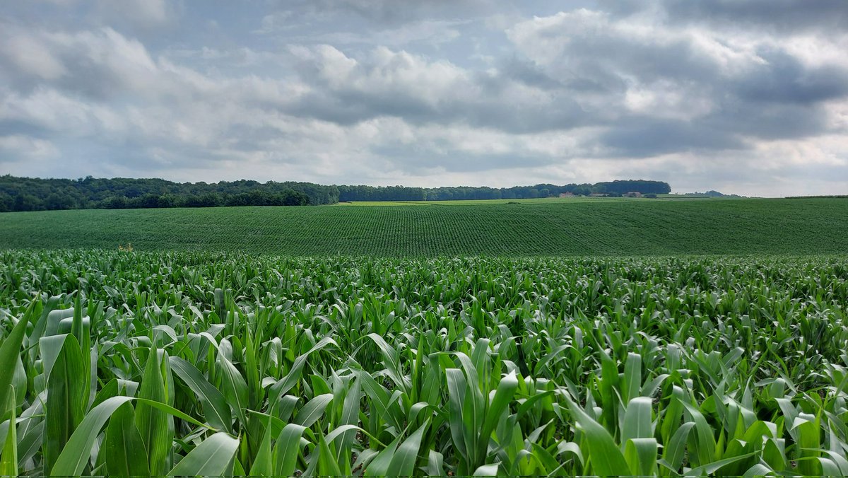 Le maïs aura tenu face à la canicule 💪
<a href="/DEKALB_FR/">DEKALB-FieldView by Bayer France</a>