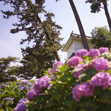 神奈川 小田原城 あじさい花菖蒲まつり22 5月28日 6月19日まで 夜間ライトアップも