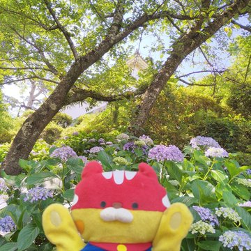 神奈川 小田原城 あじさい花菖蒲まつり22 5月28日 6月19日まで 夜間ライトアップも