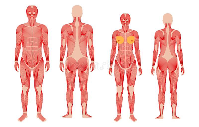 chobaniprincess's tweet photo. Workouts that target different body parts •.°
A 🧵 for edtwt 
•
•
•
•
•
🏷: edtwt , ricecaketwt , edtwt workout , edtwt diet , thinsp0 , bonesp0 , edtwt thread , edtwt bodycheck https://t.co/3FH8idHeVu