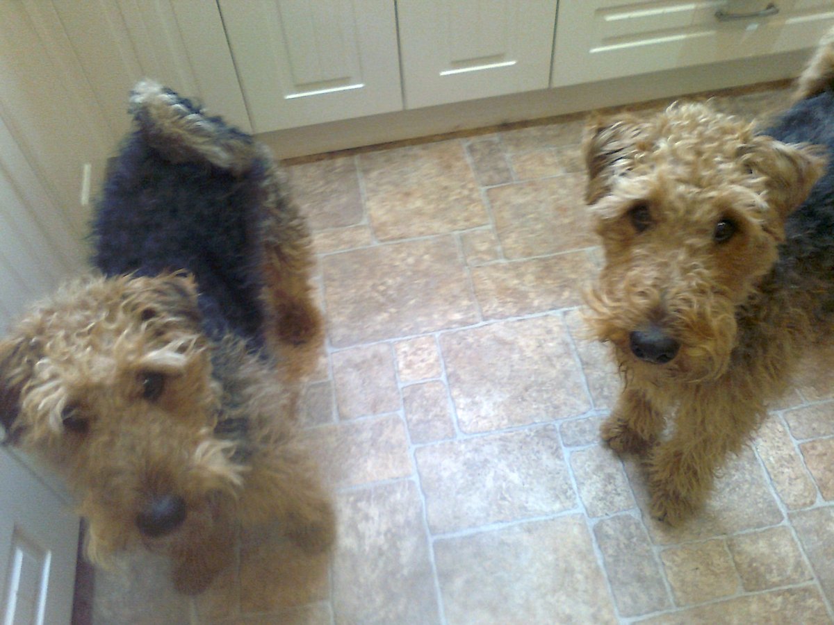 ShazzBakes's tweet photo. @K_IngalaSmith @ShonaghDillon Bring #Terfin to Scotland! If the trains are running, I'll run to be with all of you gorgeous women.
#MustLikeDogs I don't go anywhere without them https://t.co/ogKpvrnv1V