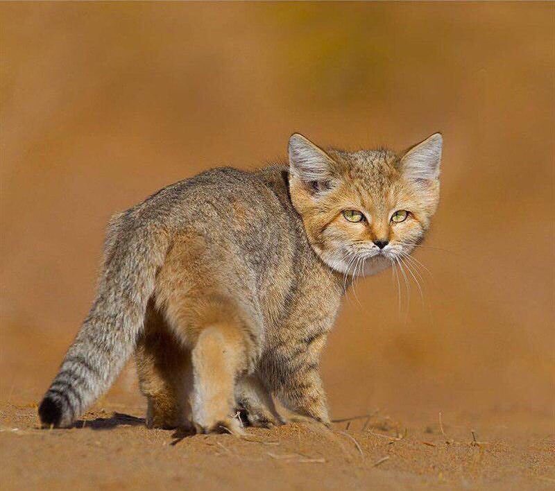 sadosaltaneh's tweet image. گربه شنی ایرانی 😍🥺