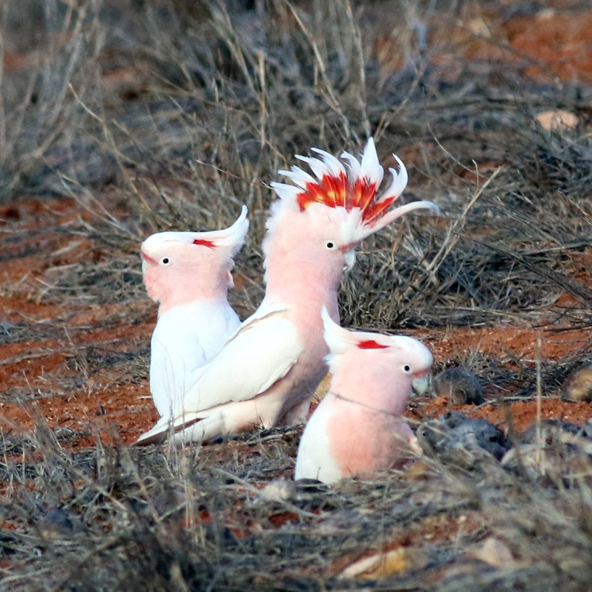 ParrotOfTheDay's tweet image. #ParrotsAtoZ P is for pink cockatoo (Lophochroa leadbeateri), large range across (mostly) inland Australia. Great pic at Lake Hart, near Wirraminna, South Australia, by @SandyHorne61 via @inaturalist inaturalist.org/observations/5…