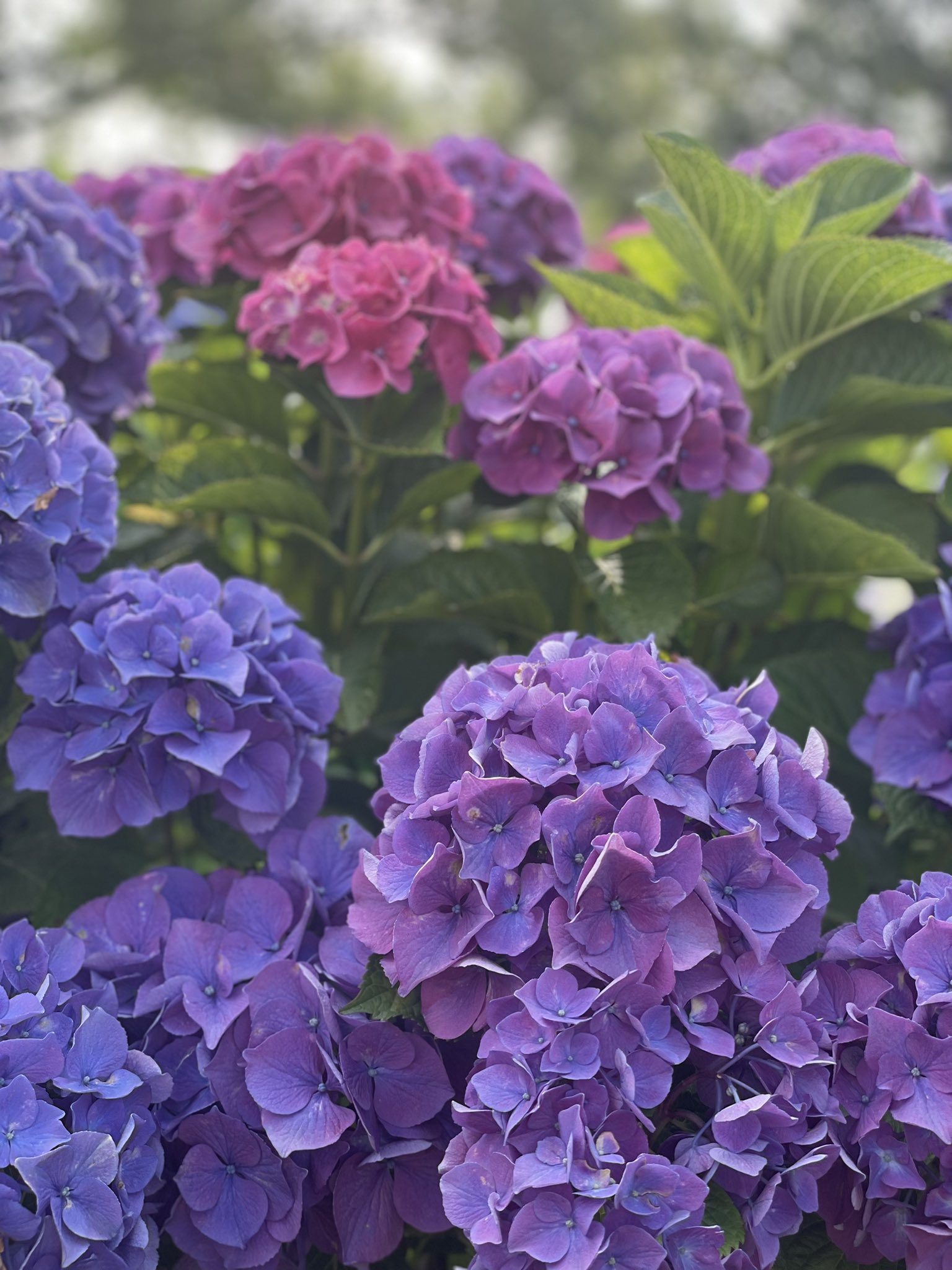芦刈園 Twitter Search Twitter