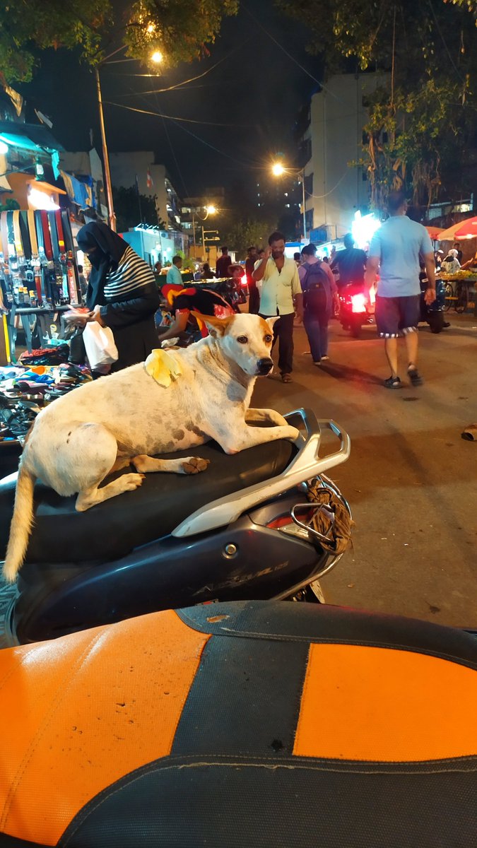 Life is hard bro 💖 #streetdog