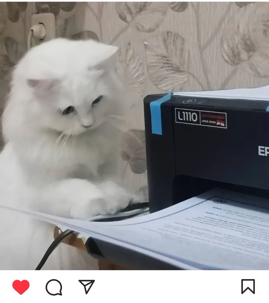 bviscuits's tweet photo. @cursedkidd Mjbb maaff, kucingku lagi ikut lombaa. Ada yang mau volunteer nge-likee gaa?? Nanti aku dm link-nyaa. Terimakasih banyakk 💗 https://t.co/kVyhFHMElT