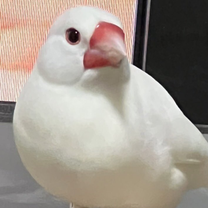 白い鳥 Twitter Search Twitter