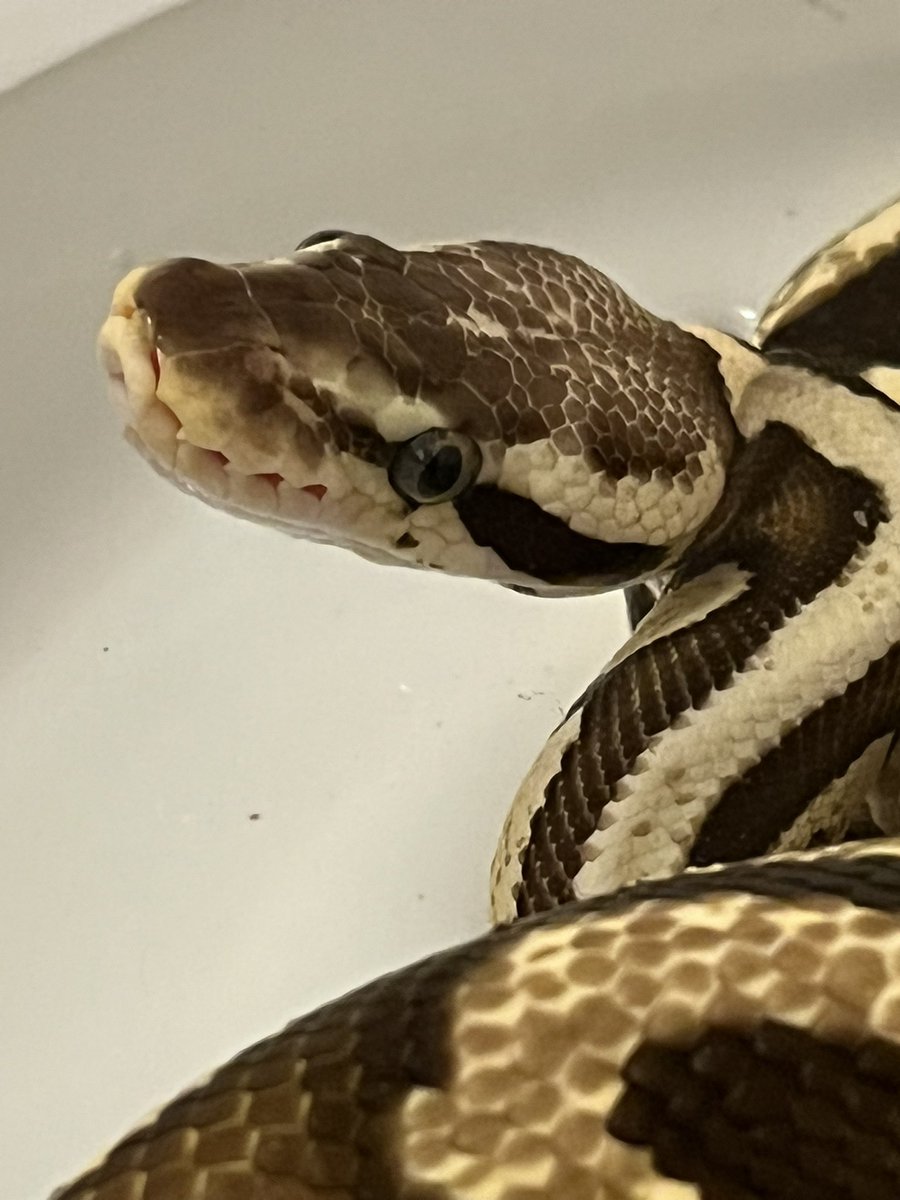 sungrow1's tweet photo. ホカホカの餌じゃないと食べてくれないパイソン。 https://t.co/XqUjfwexAj