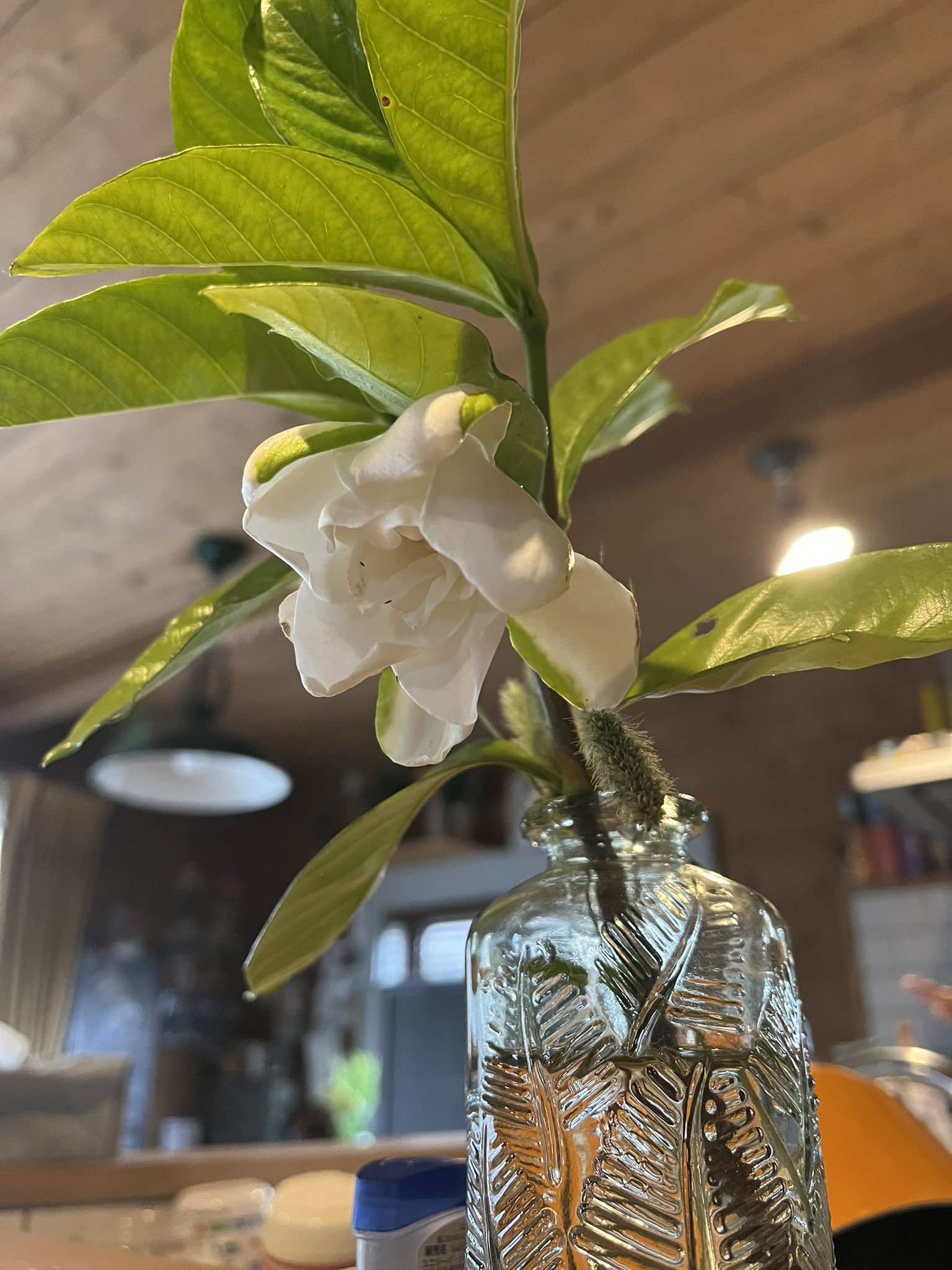 かた 梔子の白い花 くちなし 隣の人がいい匂いだからともらった T Co Vu5l5dsnoc Twitter