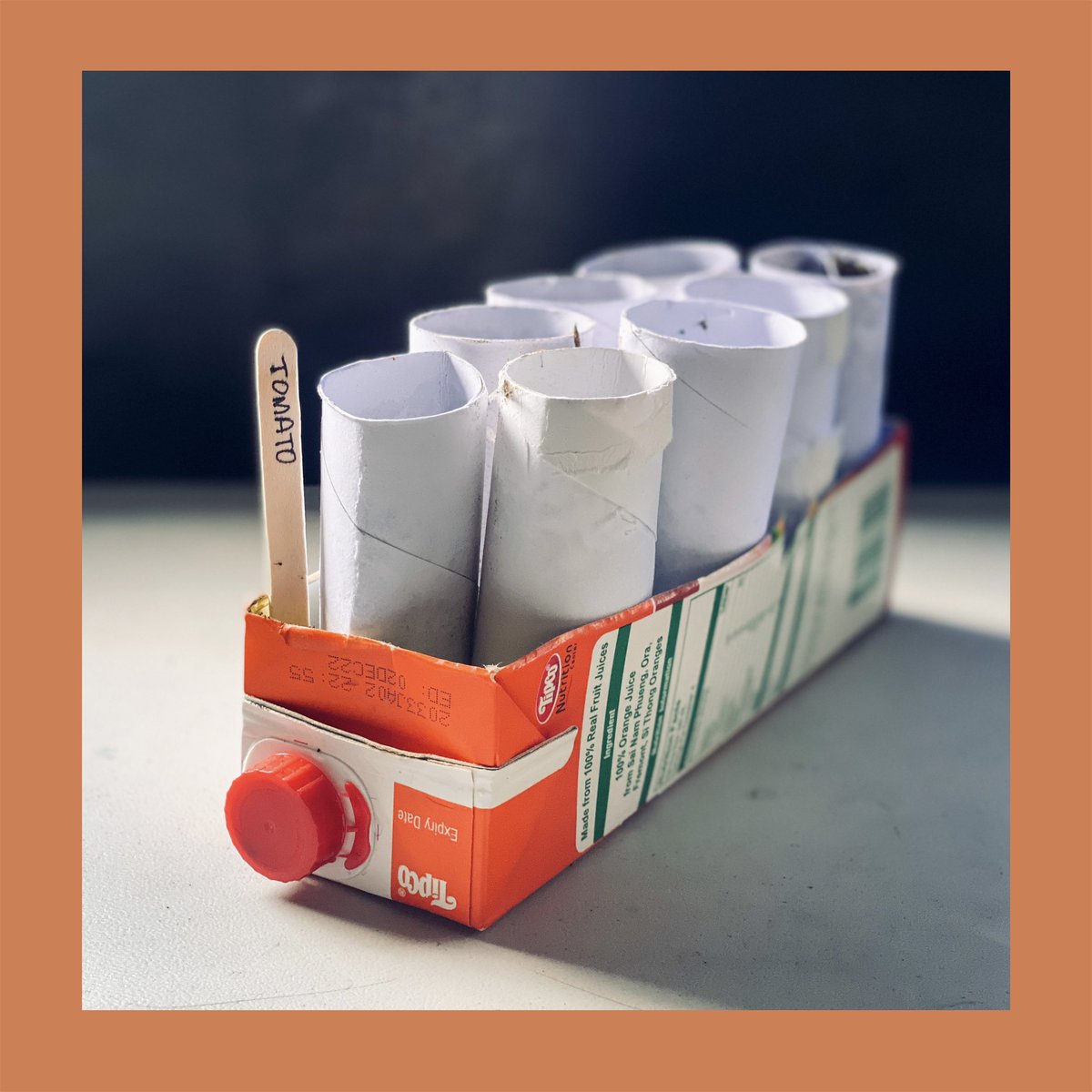 HappyA420's tweet photo. Recycled paper materials for my baby tomatoes. #gardening #recycle #tomato #tomatoeseedlings https://t.co/cBYT3Ksmyz