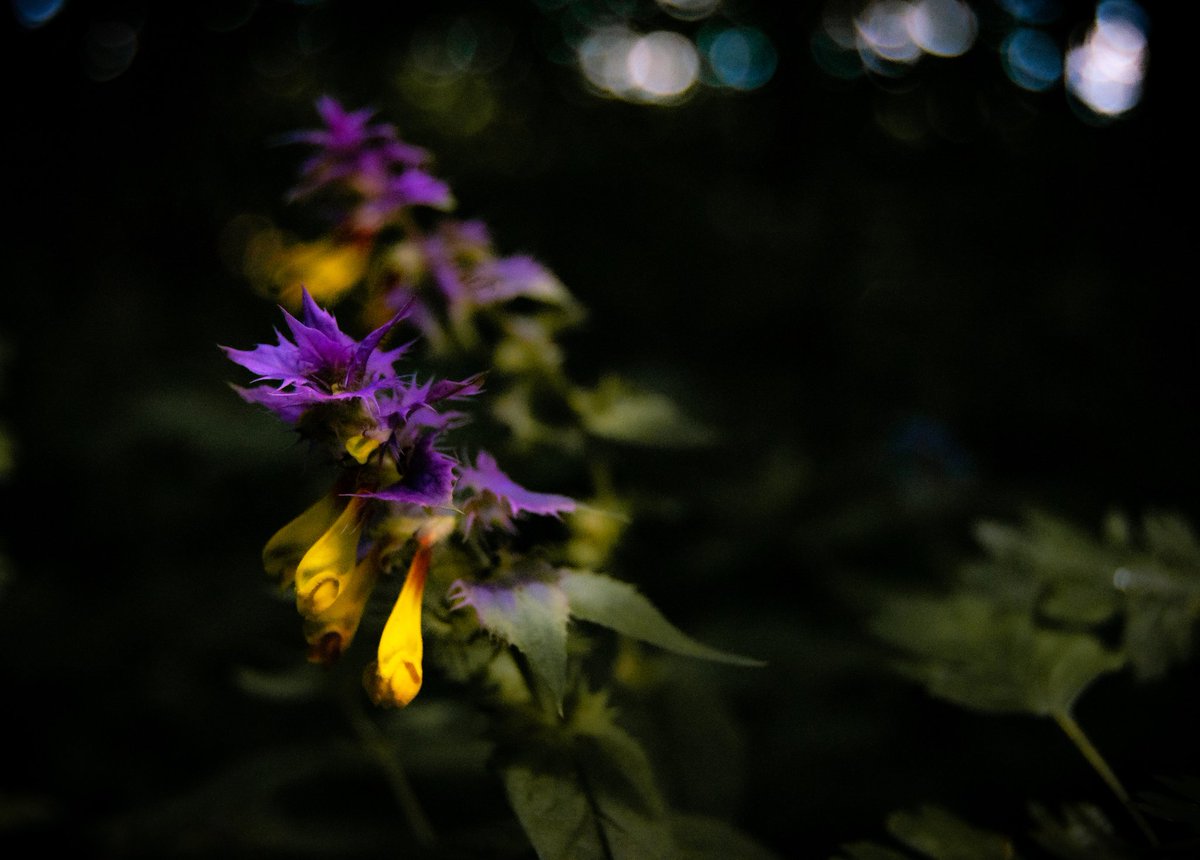 Kate08's tweet photo. Ciemne klimaty

#flower #photo #photography #natura https://t.co/IbERVRdrjQ