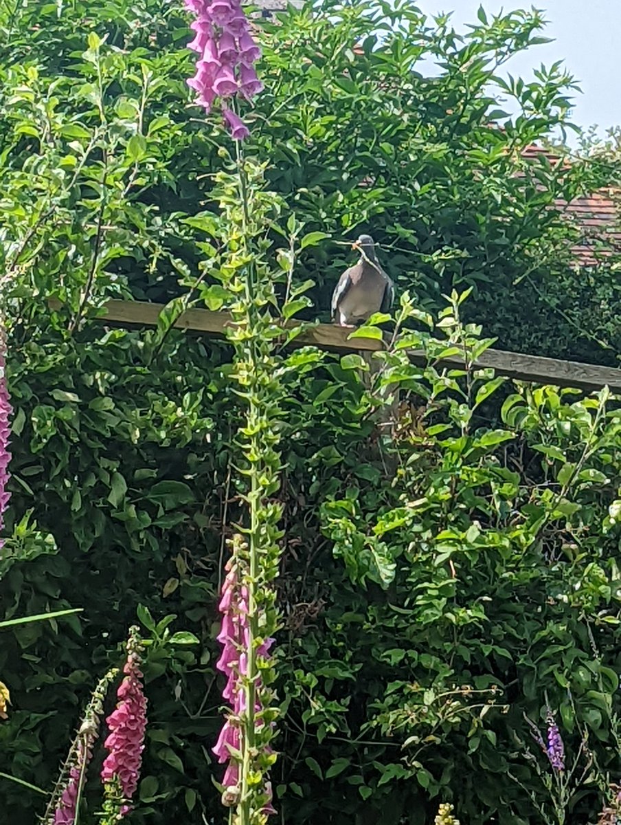 Louisa_Crispin's tweet photo. Day 18 #30dayswild

Proud pigeon appears to be nest building

She (he?) is bringing twigs, resting and checking, before ducking inside the wisteria. 

I'm worried - probably not the best place for a nest

#30dayswild2022 
#woodpigeon #nest #birdnest 
@WoodlandTrust @KentWildlife https://t.co/vJxH1pf7EG