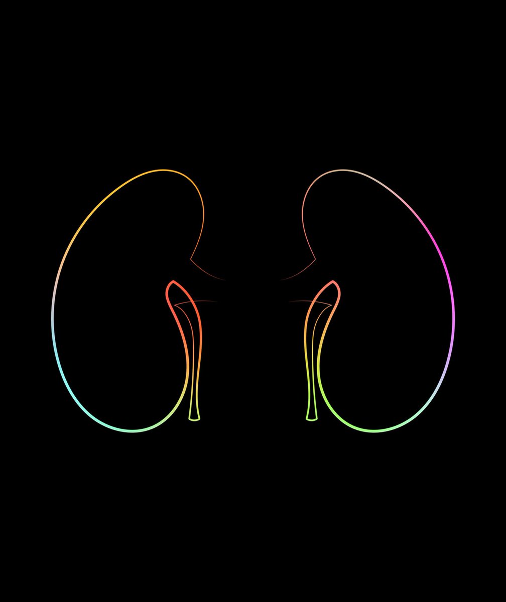 HBAnatomy's tweet photo. Kidneys
.
Human body parts as NFTs, the physical substance of the human organism, all drawn in one colorful line. Find these NFTs on @opensea in the collection : Human Body Anatomy
#NFTCommunity #NFTs #NFT #nftcollector https://t.co/tTATur8IBO