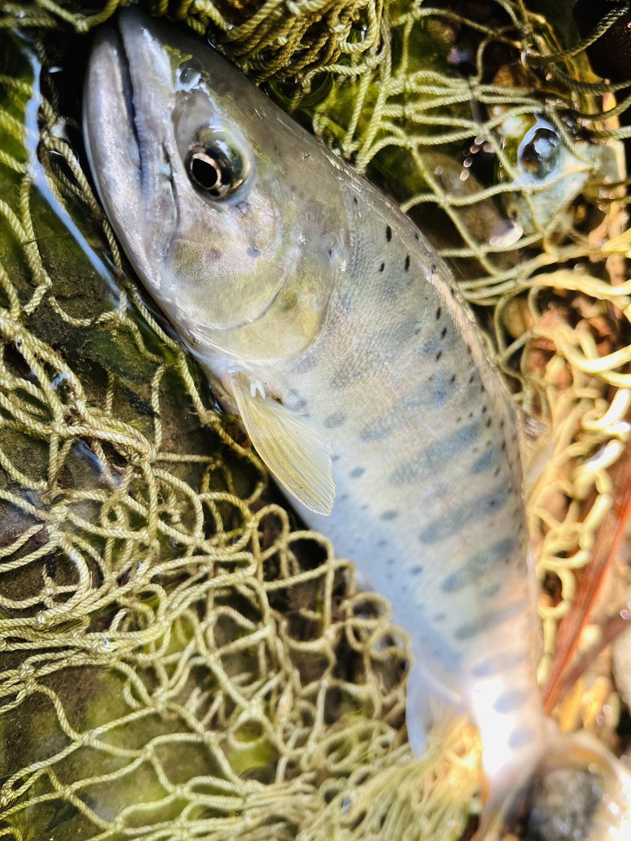 OncorhynchusM's tweet photo. 本日のイケメンさん🐟
渓魚に会える時間少ないから
超癒された😂✨
明日の朝活を最後に来週末まで釣りお休み!なむなし🤟
#渓流 #山女魚 #RayzSpectra #Tenryu https://t.co/DV7GLdIedF