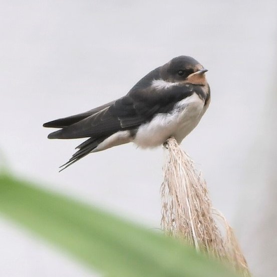 鳥類園上の池で ツバメ の幼鳥に出会いました ヨシの穂にとまって休憩中でしょうか 大人と比べると喉の赤色が薄く 燕尾服 のモデルになった尾羽も短いですね 葛西臨海公園 野鳥 燕 江戸川区 江戸川区民ニュース