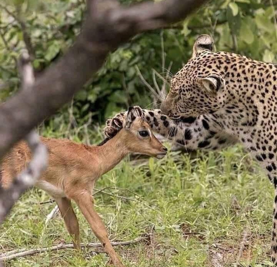 KudziKayM's tweet photo. @ProfJNMoyo @nelsonchamisa I wanted to say something but it's not worth it. Those  previously enamoured by Prof's supposed recent 'warming up' to the povo, justice &amp; oppostn. Therein emerge his true colours.

Man can not live on 'brains' alone. Political Sapiophiles Beware!! https://t.co/VukfuFGJih