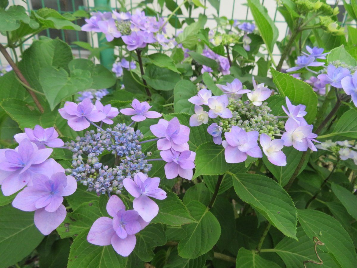 RT @shikishimapark: 敷島公園には紫陽花（アジサイ）と夏椿が咲いてい