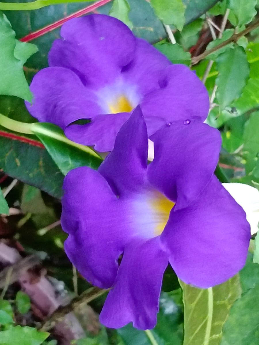 Have a blessed Sunday!