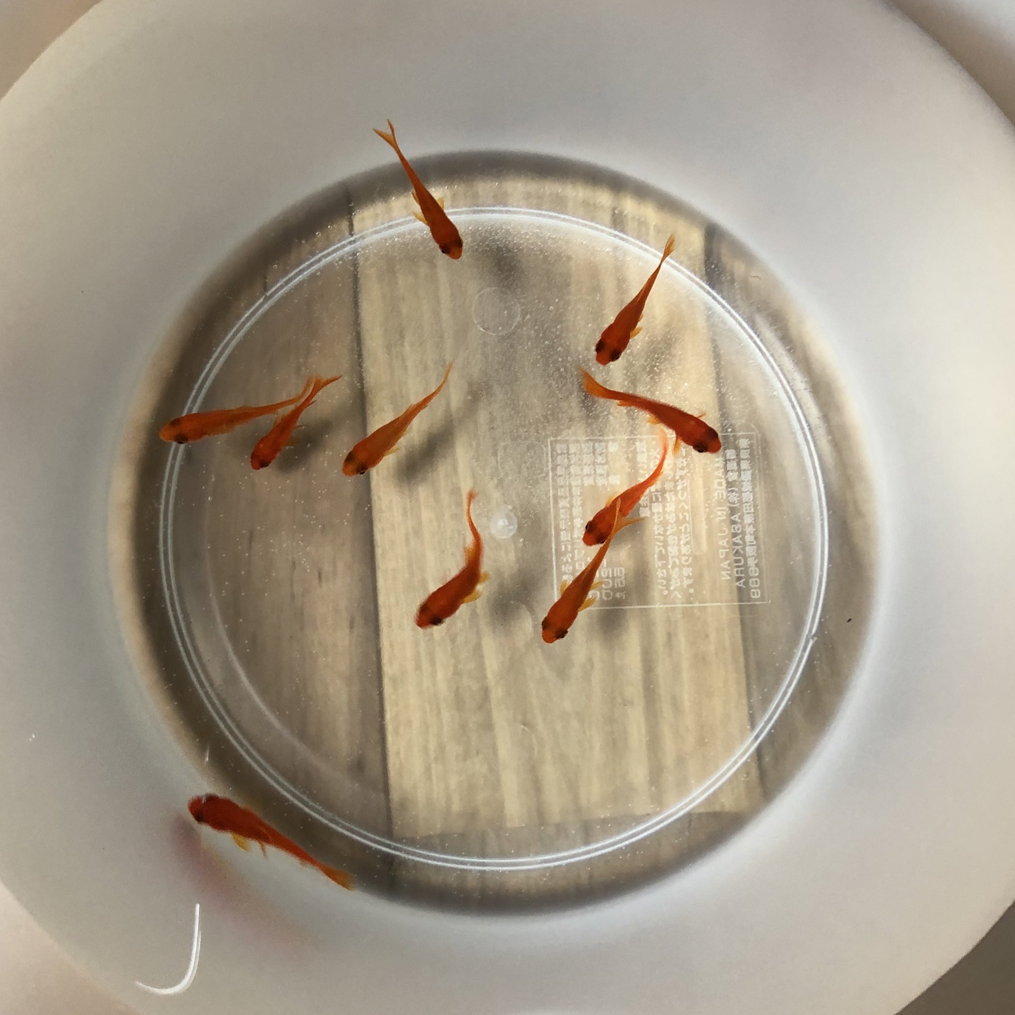 実吉 Mhwi ようやく金魚を飼いました 最近の近所の金魚は 質より価格の方が上昇率が高くて気に入る個体が買えない 故に 小赤10匹 シンプルに可愛いし強いから 今年は小赤で行きましょう 目指せ姉金サイズ T Co Wwldnsvgwd Twitter 実吉 Mhwi ようやく金魚を飼いました 最近の近所の金魚は 質より価格の方が上昇率が高くて気に入る個体が買えない 故に 小赤10匹 シンプルに可愛いし強いから 今年は小赤で行きましょう 目指せ姉金サイズ T Co Wwldnsvgwd Twitter