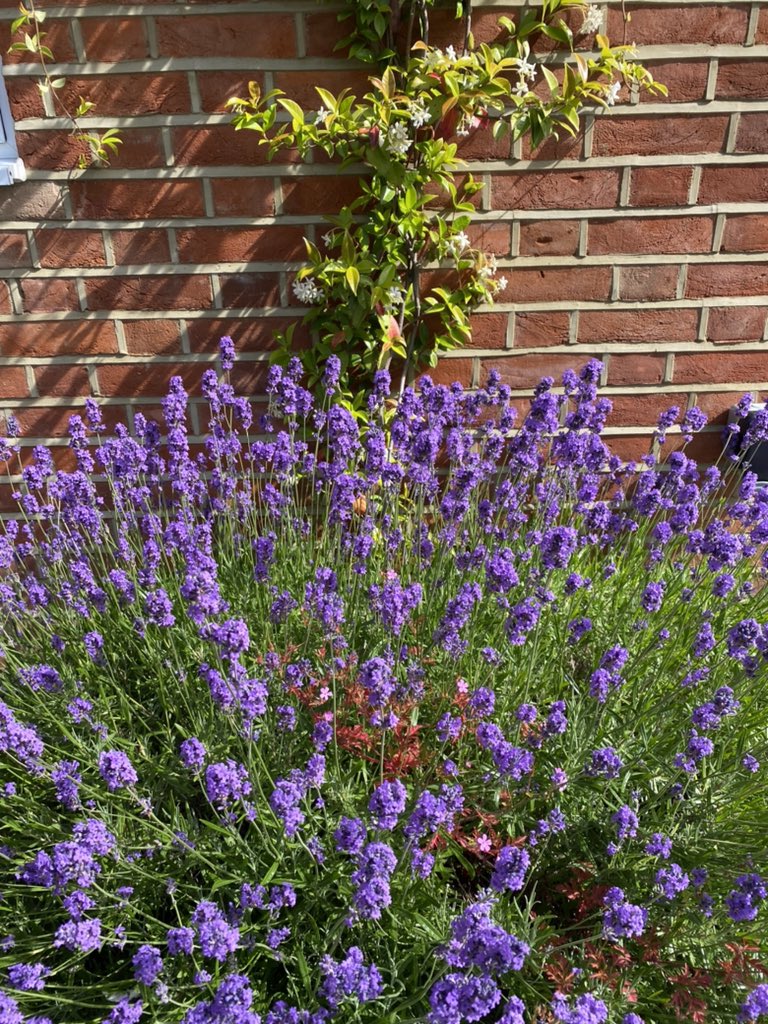 TheMaximOnX's tweet image. 