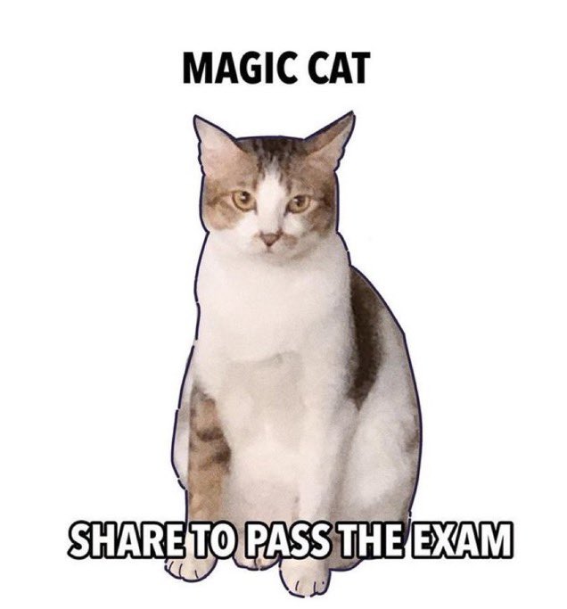 angelacarioti's tweet photo. dopodomani esame più importante della sessione, gattino aiutami tu🍀 https://t.co/54LuQ04UR6