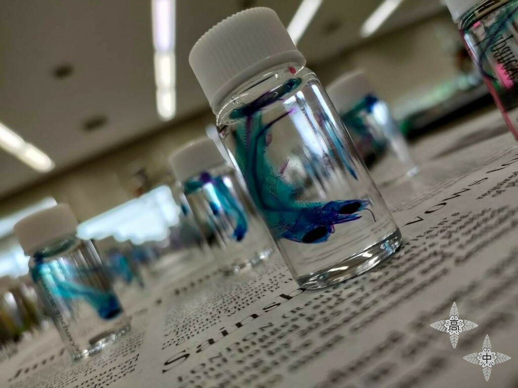 透明骨格標本 Twitter 搜尋 Twitter