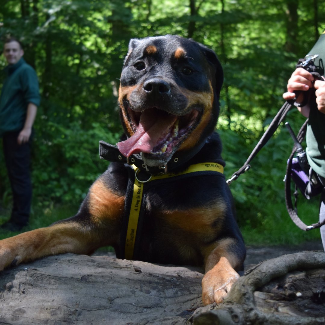 DT_WestLondon's tweet photo. Loki want to pop up and say hello
Loki had a great time out on an offsite walk the other day, he loved exploring the woods and spending time with his dog friends!
#Rottweiler #groupwalk #adoption #rescue #ineedahome #adogisforlife #dogoftheday #reottweilersoftwitter #happy https://t.co/tmE0Pi17X7