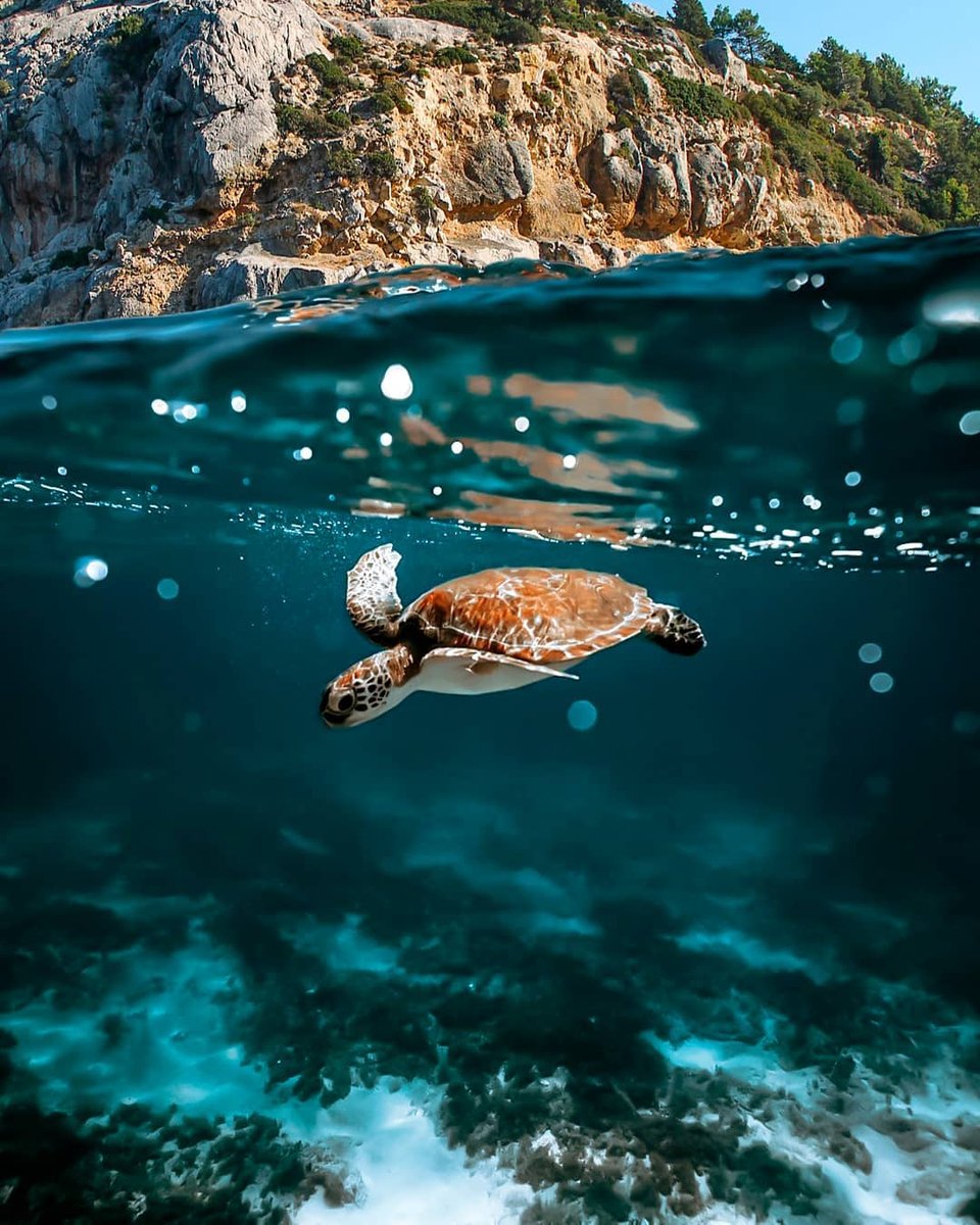 isalatravel's tweet photo. The world’s finest wilderness lies beneath the waves.💙🙏
– Wyland.
⁠
⁠
New adventures await in Zakynthos, will you be joining us? Click in the link in bio.⁠
•⁠
•⁠
•⁠
📷 @kobebryt_⁠
⁠•⁠
•⁠
•⁠
⁠ ⁠#isalatravel #zakynthos #luxurylifestyle #luxurytravel https://t.co/8x6H7BBfuu