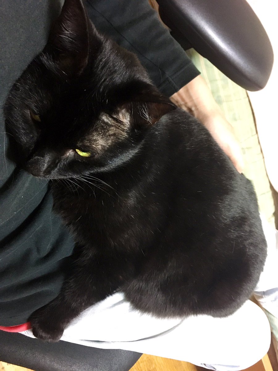 ホントに喋れたらいいのにな〜🐱 