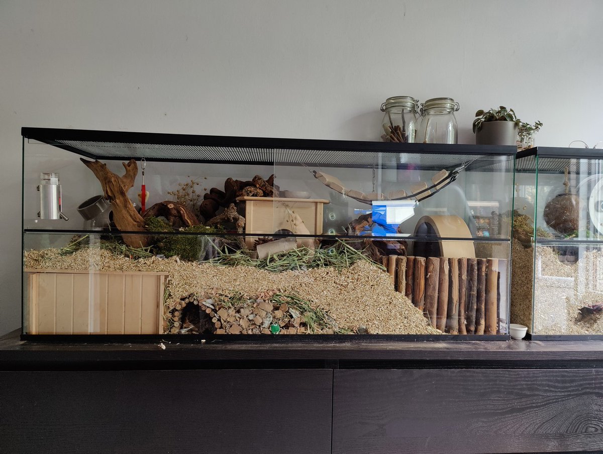 GerbilWebshop's tweet photo. Op je oude dag nog een flinke upgrade krijgen 🥰
Appa en Momo zijn al 4 jaar en 3 maanden en leven nog altijd flink op stand. 120x40x50.
#gerbilshopqueenies #gerbilfokkerijqueenies #gerbilwebshop #gerbilsofinstagram #gerbil
🖥️️www.GerbilshopQueenies nl
📧info@Queenies.nl https://t.co/sMTyE7VR8q