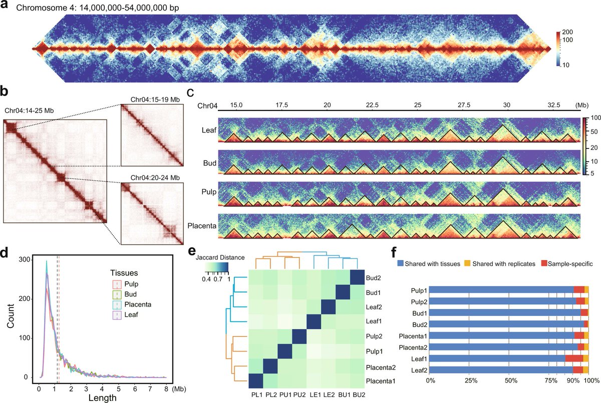 The 3D architecture of the pepper 🌶🍃genome 🧬and its relationship to function and evolution. via <a href="/NatureComms/">Nature Communications</a> 
🔓 nature.com/articles/s4146…
#genomics #agriculture #food