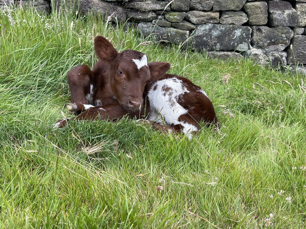 Beef Shorthorns are just great cattle. This little bull calf was born in the meadows not needing any assistance and was suckling his mother within 30 minutes. Low input cows, better for farming profit and better for the environment. @Beef_Shorthorn #regenerativefarm