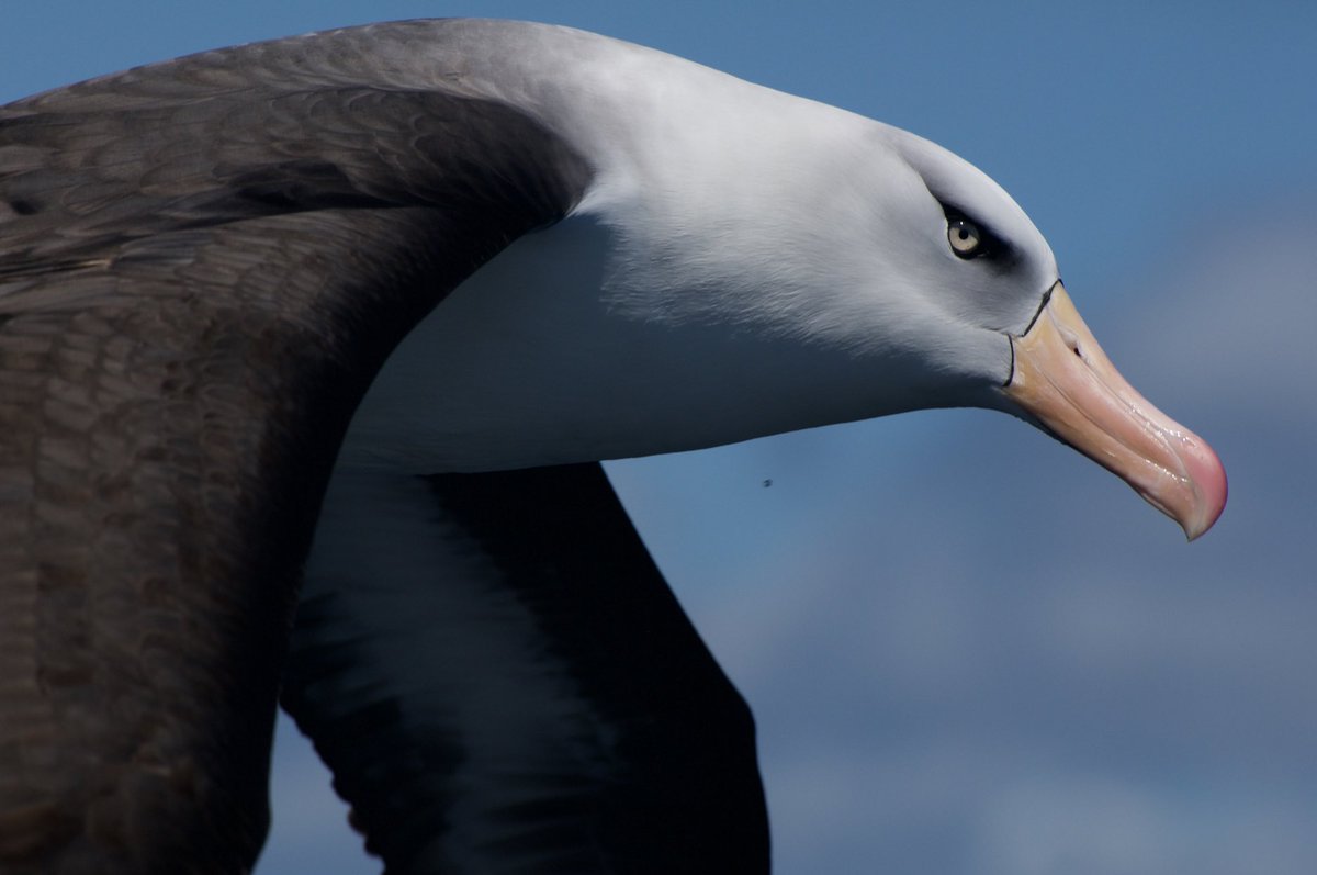 RobHarcourt's tweet photo. Happy #WorldAlbatrossDay so worth saving!!! #MPRG https://t.co/bIIswXrCr9