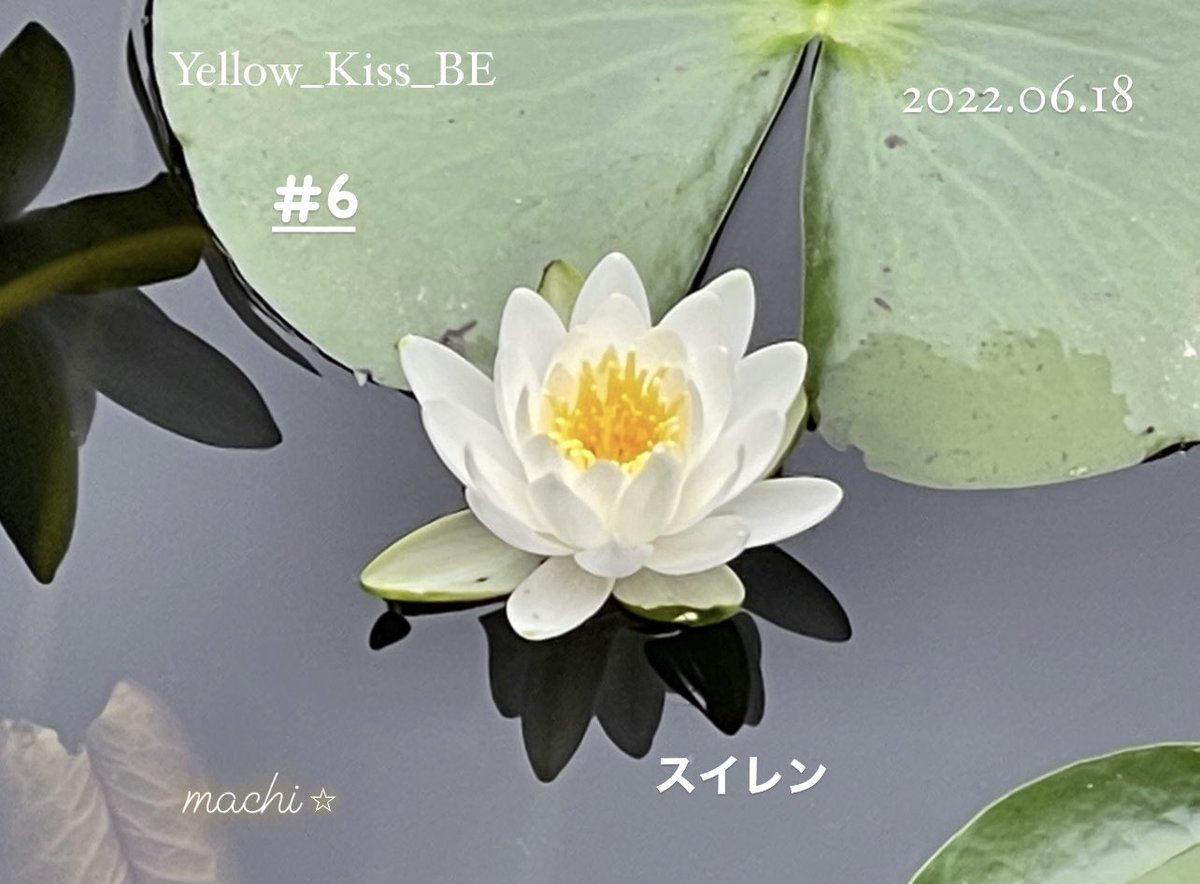 satoh_jorry_10's tweet photo. 【Yellow_Flowerを探す旅】
6つ目は、#スイレン♡
お散歩では中々出逢えないので、ちょっと足を伸ばして…👟
午前中が見頃みたいですが、この日は午後も綺麗に咲いていました♡
あまりの美しさに、日常を忘れて眺めてました♡癒されたー🥰💛
(うす黄色でスミマセン💧)
#佐藤アツヒロ
#Yellow_Kiss_BE https://t.co/oyx4bIaro5