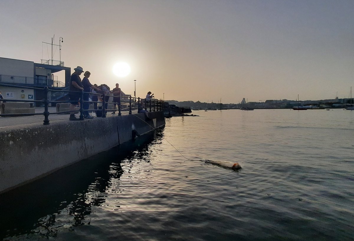 That's a wrap on another #BioBlitz a wonderful celebration of biodiversity with friends old and new. #DToLBioBlitz #MBABioBlitz <a href="/thembauk/">MBA - Marine Biological Association</a> <a href="/darwintreelife/">Darwin Tree of Life</a> <a href="/LittleSpartaIHF/">Little Sparta Trust</a> @_Seasearch