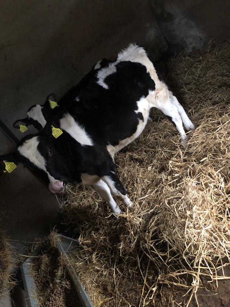 Peterhynes15's tweet photo. Really love the power &amp; style of this heifer &amp; how she has developed

Eedy Mogul Adina, she's a Sept 2020 heifer incalf to Croteau Lesperron Unix (sexed semen) due Sept 22

How it started             How it's going https://t.co/SawJQNR99Q