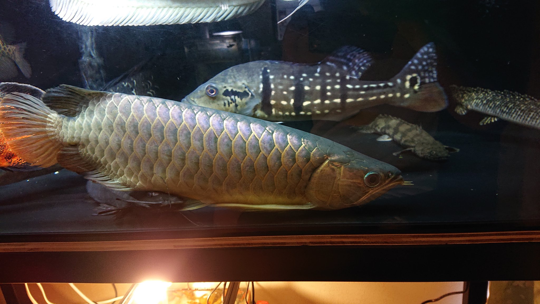 かづを Kaduwo9 Twitter