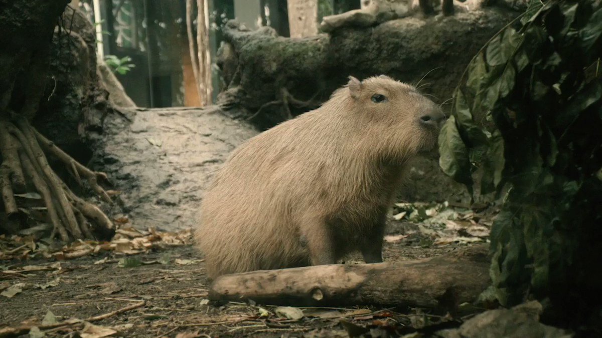 3CatInfo's tweet photo. Mor la Tinka, la capibara del CosmoCaixa https://t.co/xWa2iclfpR https://t.co/QToZPrNt2s