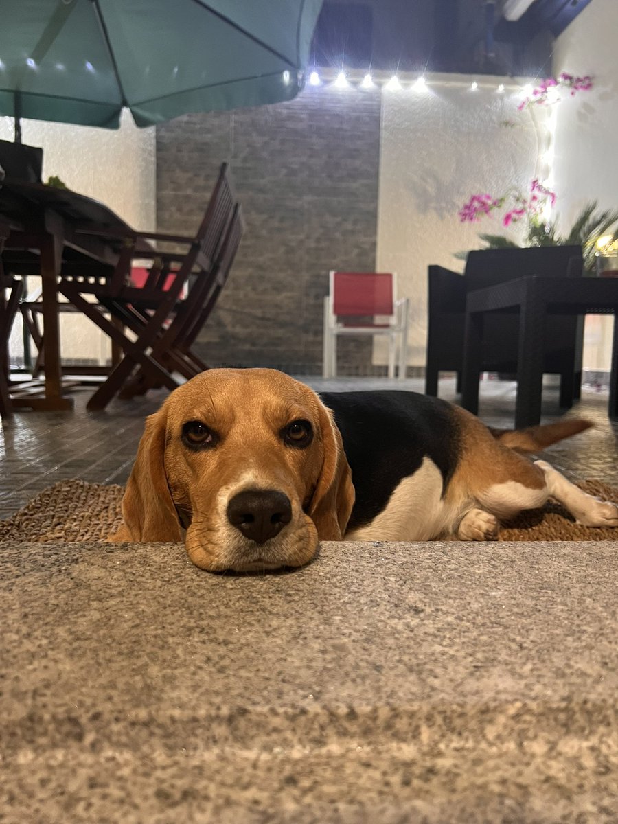 Maria_A113's tweet photo. Everyone wish my dog a happy birthday 🥳 #ThisIs2 https://t.co/sfBep5Pt6o