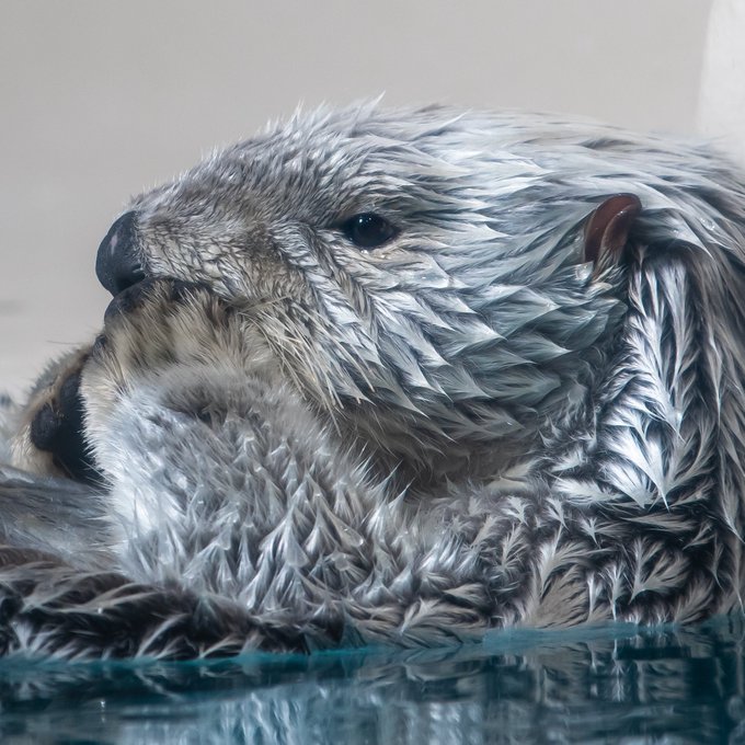 ラッコのtwitterイラスト検索結果