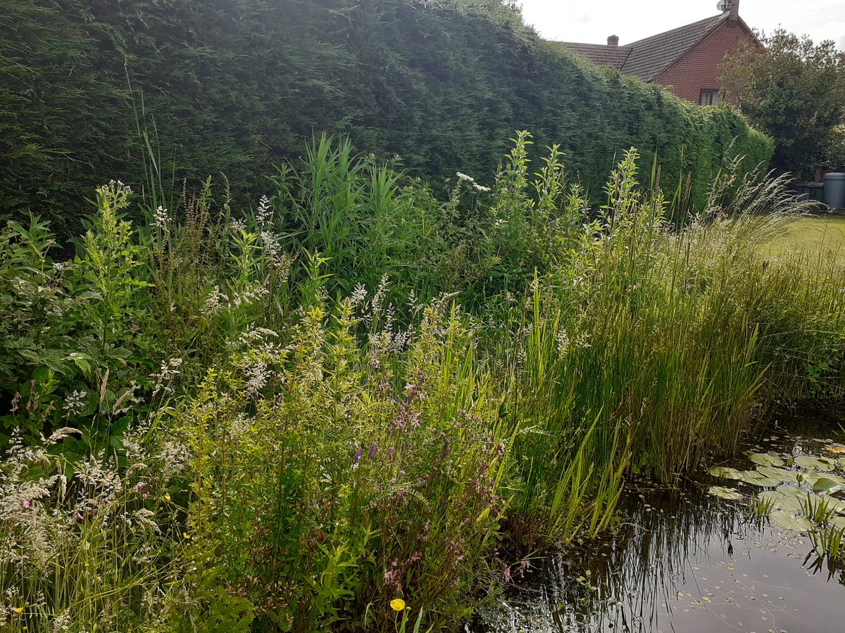 Day 19 #30DaysWild The flood plains of the Norfolk Broads allow for luxurious growth of fenland plants. By the end of the summer the vegetation can be nearly 3 metres high. Bert’s replicated this in his ‘tall herb fen’ zone surrounding the ponds @Bertseyeview1 @NorfolkWT