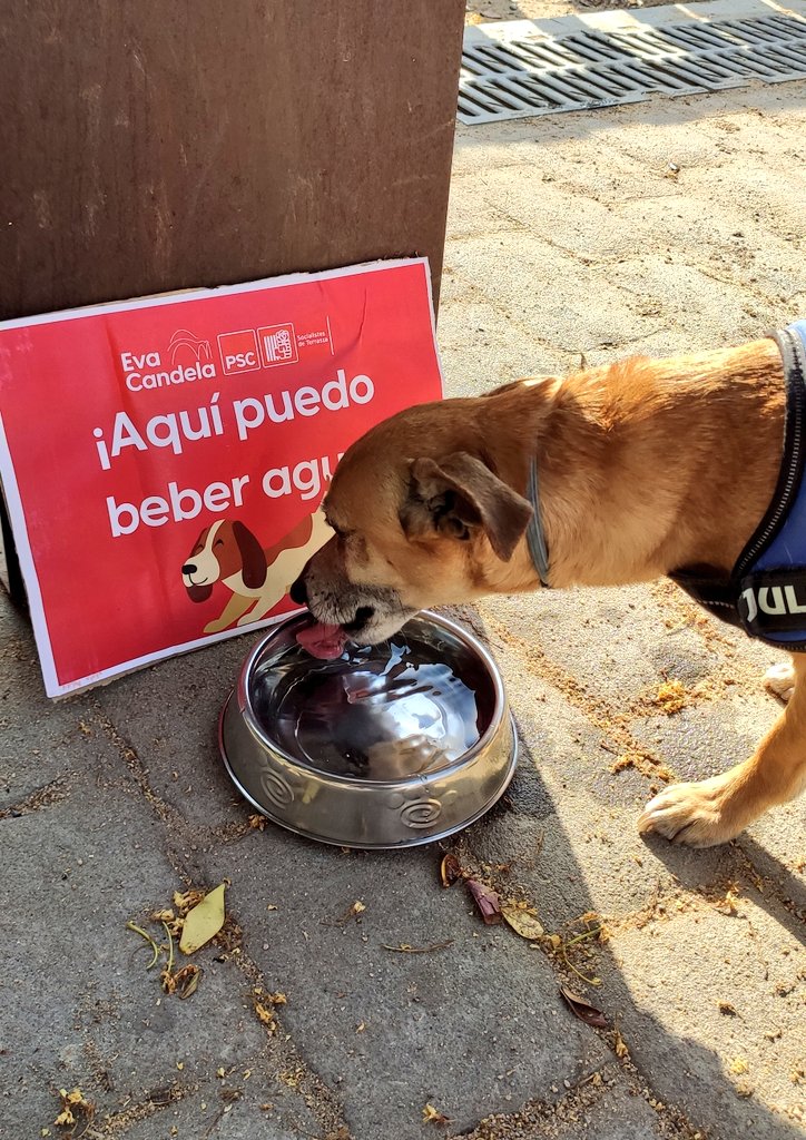 javigarciaro's tweet photo. Gracias a todos los que ayer desafiasteis el calor y vinisteis a la Fiesta Socialista de #Terrassa a respaldar a @EvaCandelaLopez cómo la primera alcaldesa de la ciudad.

Gracias también a @salvadorilla y @anammartinez por vuestro apoyo!

@PSCTerrassa https://t.co/4t1sJ8v46U