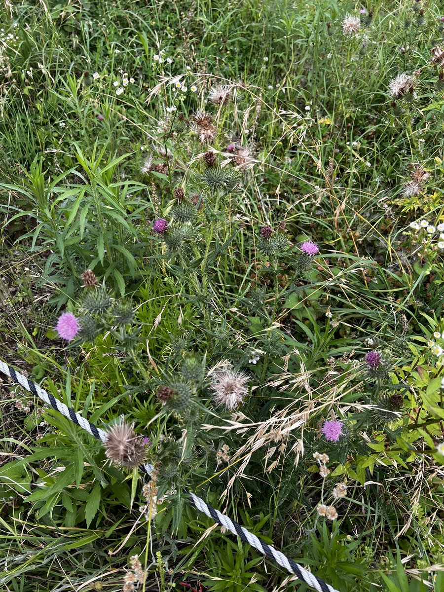hiroki0077's tweet photo. アメリカオニアザミが自生していてやばい。綿毛が生えているから、種が飛んでってしまう。。 https://t.co/QNgdWpiJ51