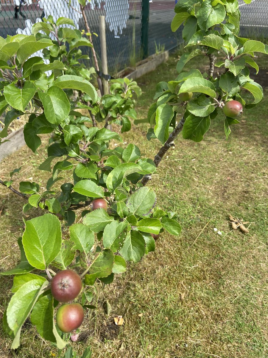 Potatoes 🥔 and apples 🍎 doing well in the school garden! 😁 #growyourown
