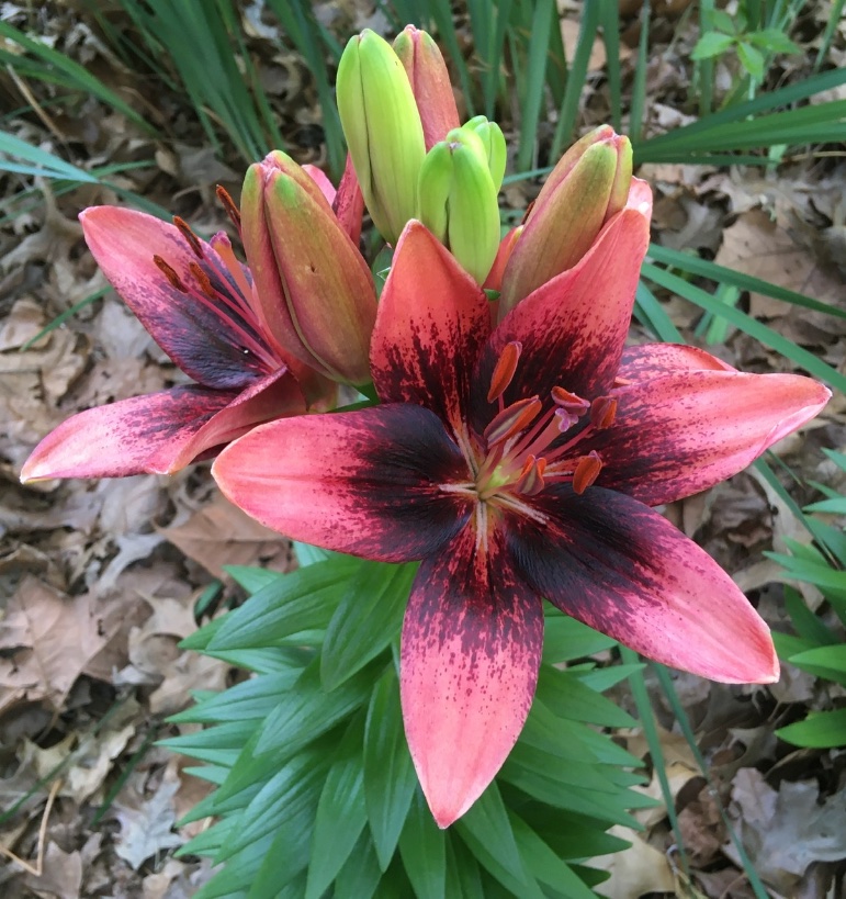 retroRechercher's tweet photo. #FlowerReport Same weekend a year later, Lilium Starlette is in bloom. Always glad to see it thriving. #Flowers #Lily https://t.co/b94HRazamt