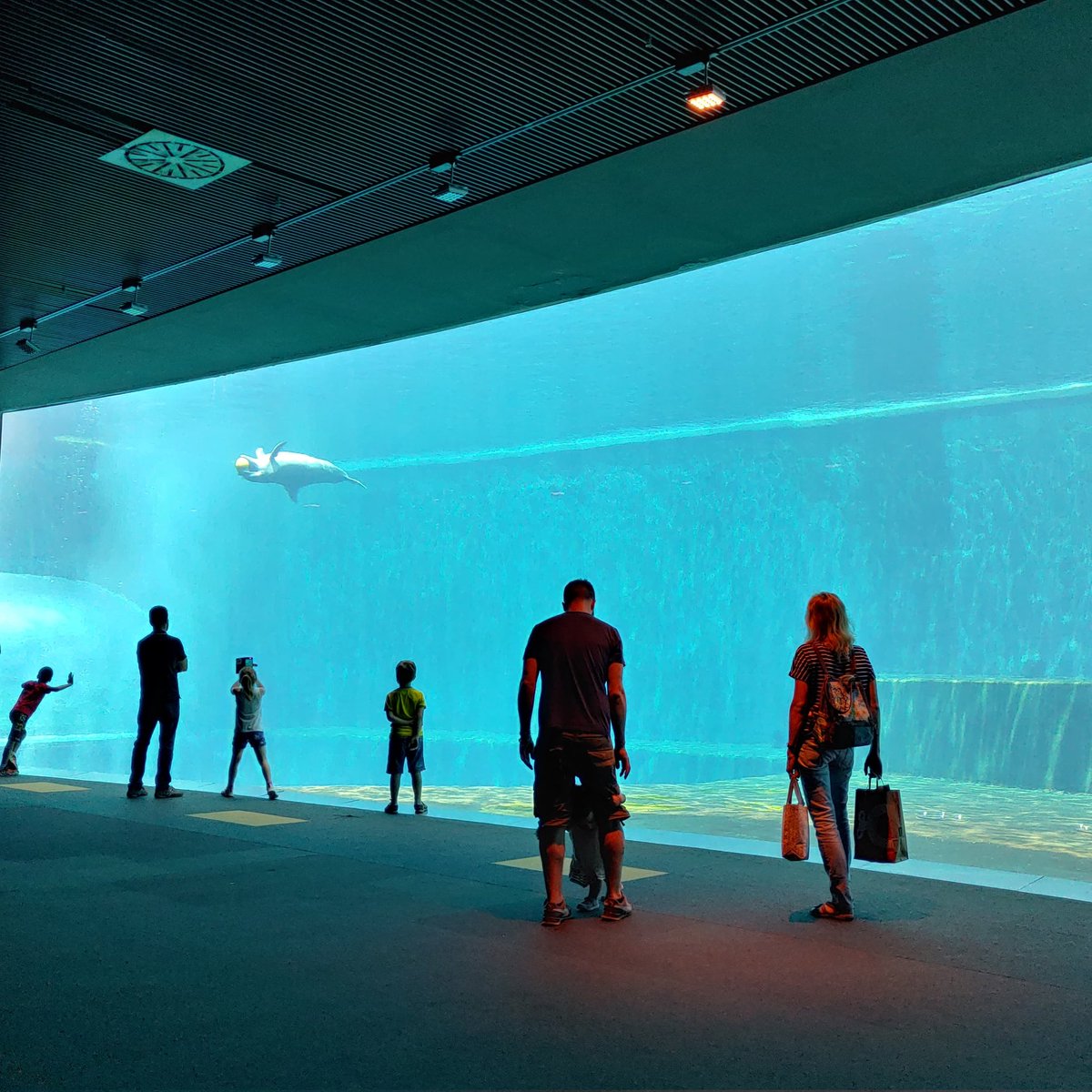 annaBusca's tweet image. Acquario di Genova. Imperdibile e rinfrescante 😉