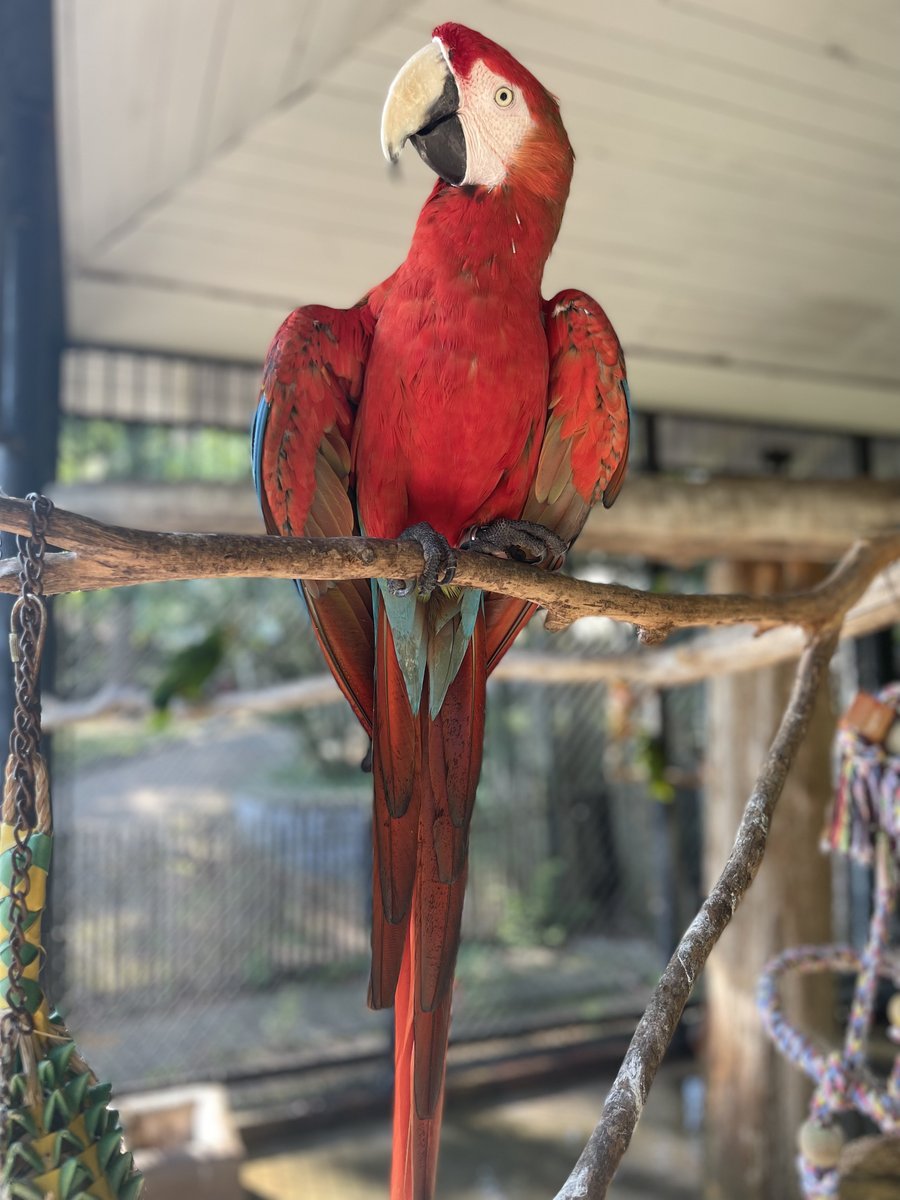 Jackson_Zoo's tweet photo. Some animals (like #ScarletMacaws) are born with an inner โcoolโ that heat just canโt compete with. ๐ธ JZKeeper Alex ~ Dads are a similar animal! Whether celebrating #FathersDay or #Juneteenth or both, you can create lifelong memories with our animals https://t.co/V0SK0tS6Q9 https://t.co/469BN7aBg0