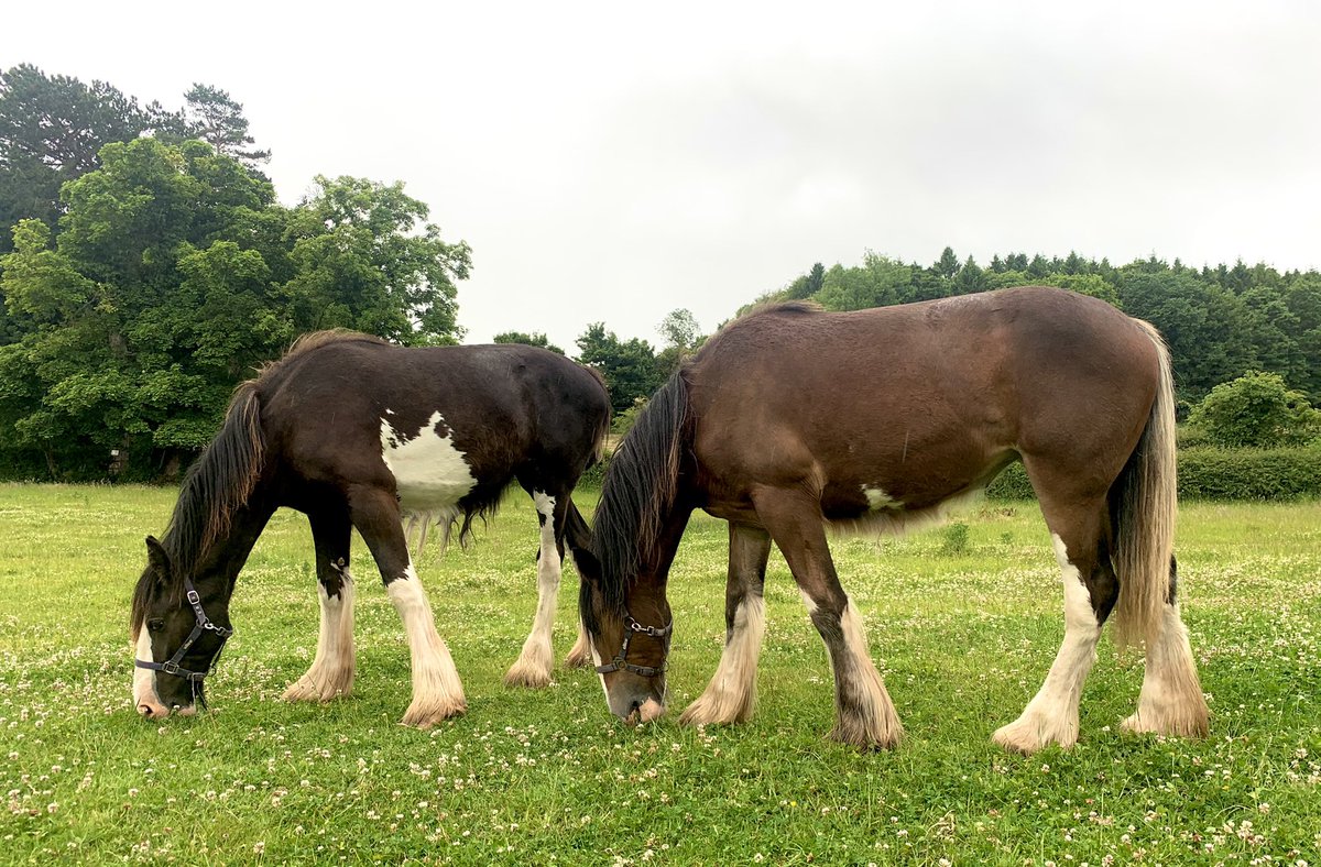 Cotebrook Shire Horse Centre tweet media